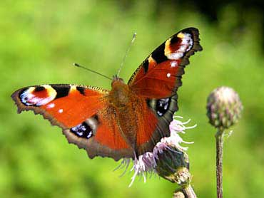 las mariposas lepid&oacute;pteros
