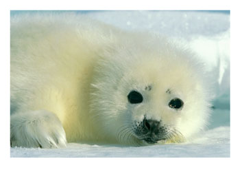 La foca de Groenlandia !!!